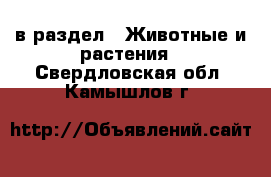  в раздел : Животные и растения . Свердловская обл.,Камышлов г.